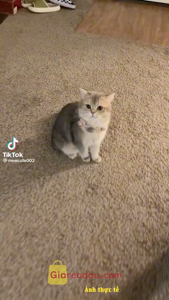 Giảm giá [Mã giảm 3%] Sách Cambridge Ielts 14 General Training With Answers (Savina). Okieeeeeeeeeee đóng gói hàng nhanh, shop giao sách đầy đủ📚📚📚📚📚.. 