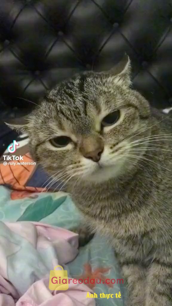 Giảm giá [Mã giảm 20%] Sách Pass The TOEIC Test _ Introductory Course fs. Sản phẩm ok và tốt. Cmt nhận xu có tính chất tham khảo. Như mô tả.. 