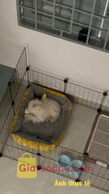 Giảm giá [Mã giảm 13%] Tấm Lưới Sắt Đa Năng (Tặng Chốt) Lắp Ghép Chuồng Quây Chó Mèo - Kệ Sách - Tủ Quần Áo - Decor Phòng iPet Shop. Ship nhanh , cubgx giống như các chỗ khác nhưng giá rẻ hơn rất nhiều. 